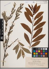 Foto von Salix cinerea L. x Salix purpurea L.